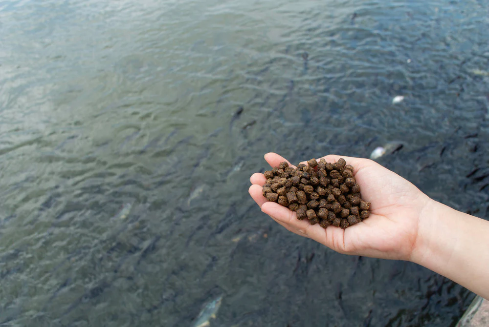 Fish feed in hand